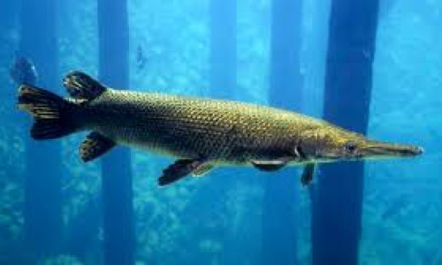 https://test-tourneyx.us-east-1.linodeobjects.com/submissions/23899/34863_1761370489_aligator_gar.jpg